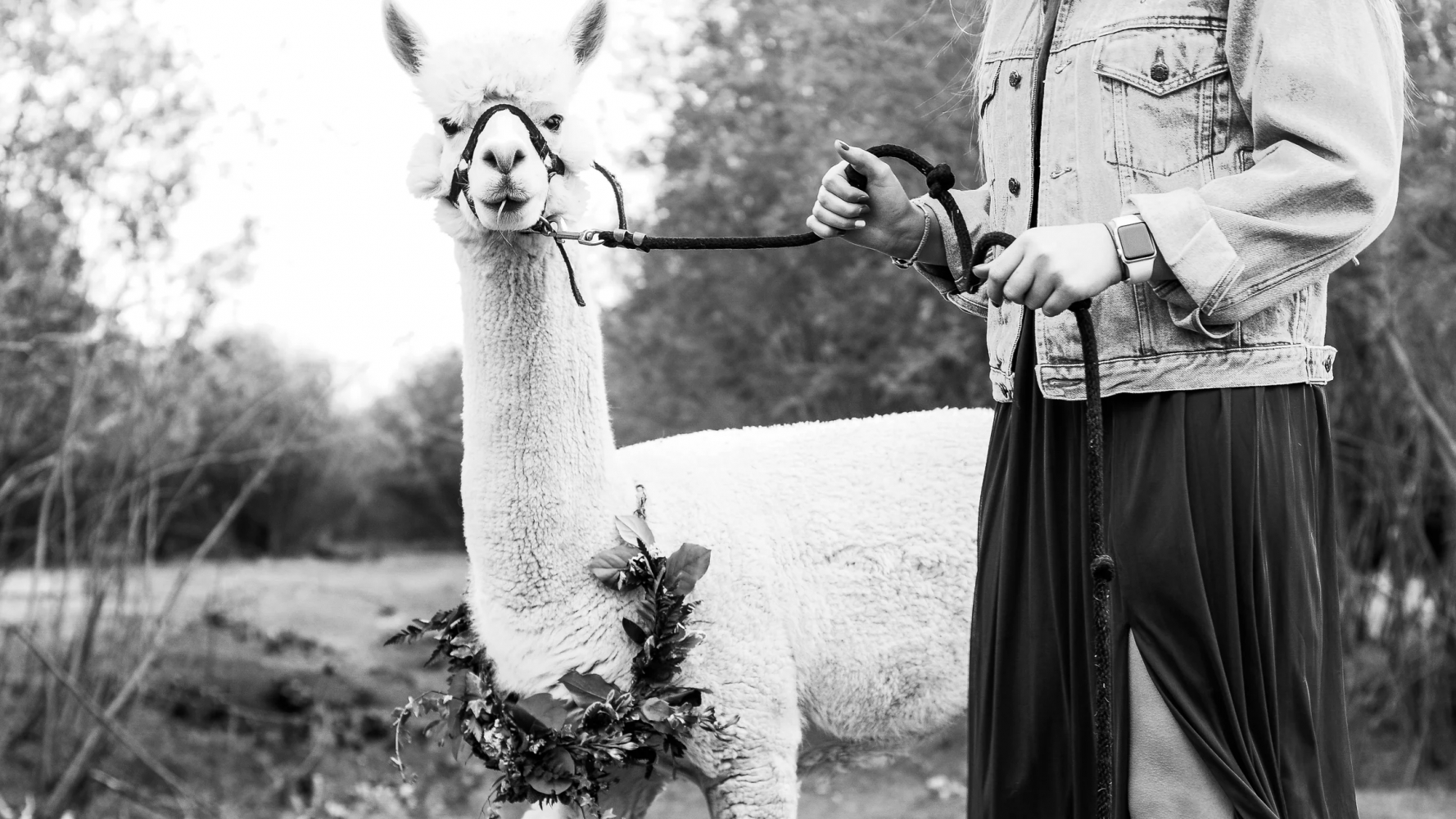 Rattlesnake Creek Alpacas