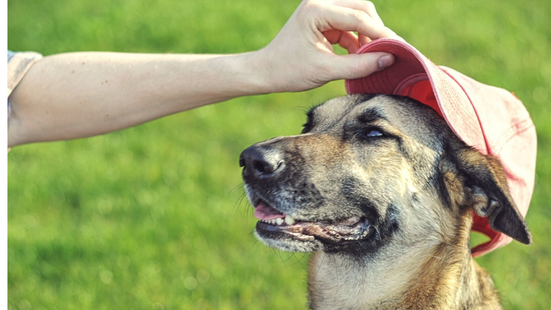 Friends of Scituate Dog Park