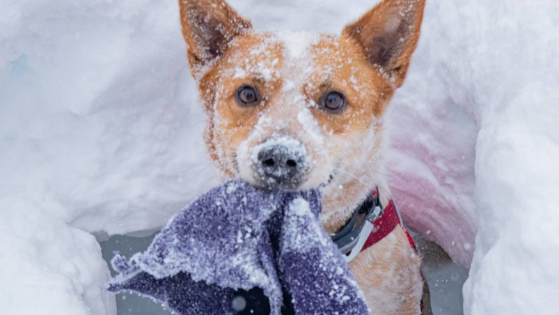 Avalanche Dog Demo