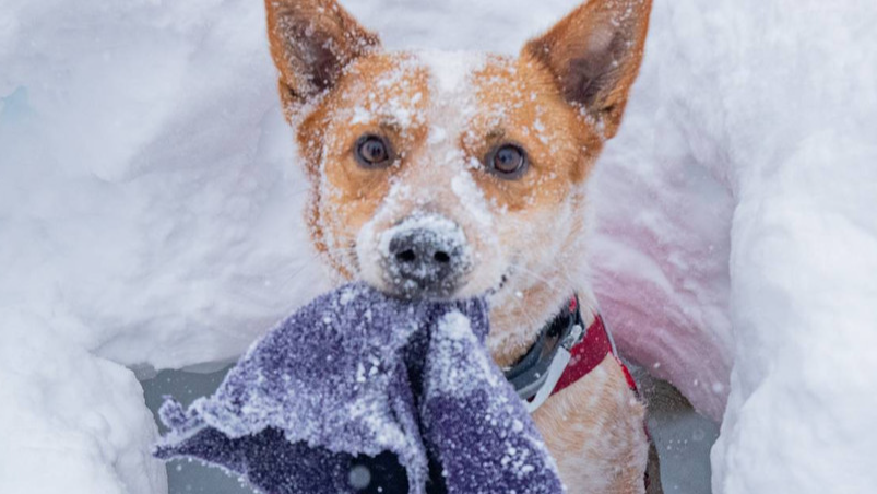 Avalanche Dog Demo