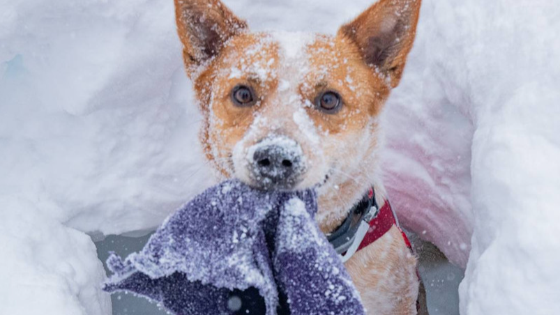 Avalanche Dog Demo