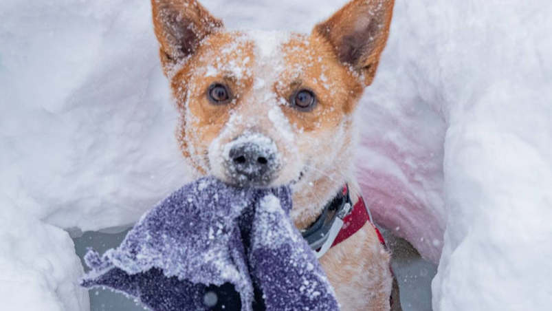 Avalanche Dog Demo