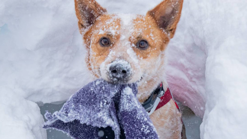 Avalanche Dog Demo
