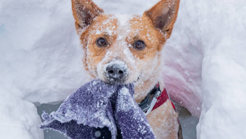Avalanche Dog Demo