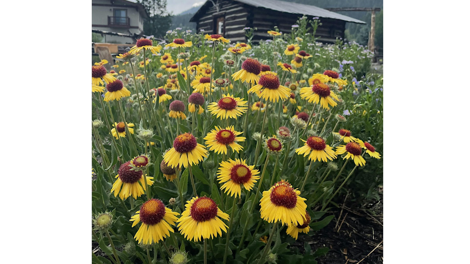 Historic Crail Ranch Homestead Museum Tour