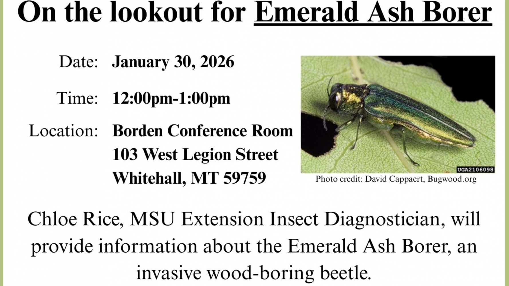 On the Lookout for Emerald Ash Borer