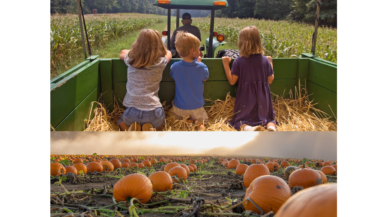 Fall Fun at Greycliff Creek Ranch: Pumpkin Patch & Hayride Days!