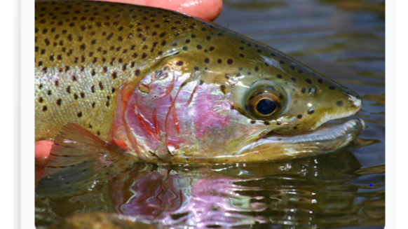 Sherwood Academy Fishing Tournament Lake Blackshear