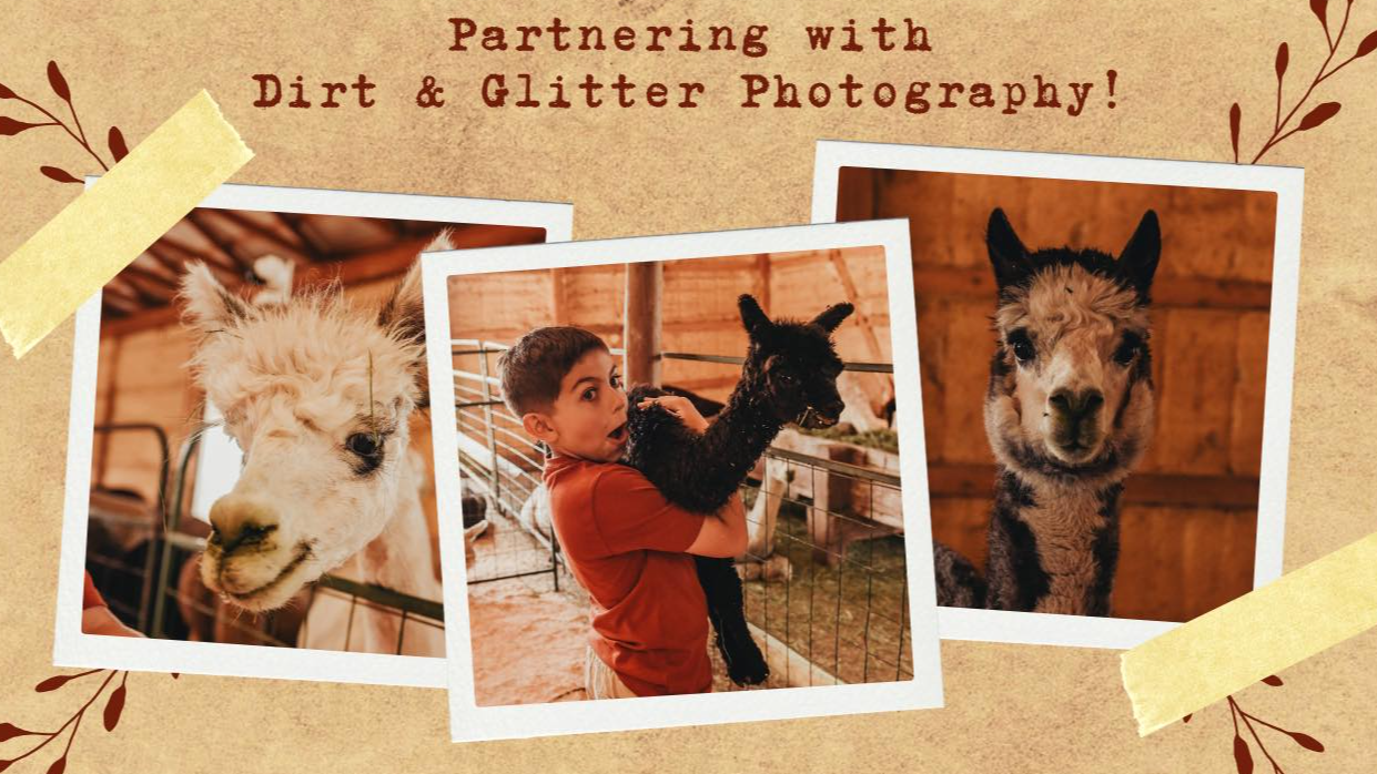 Alpaca Harvest Affair
