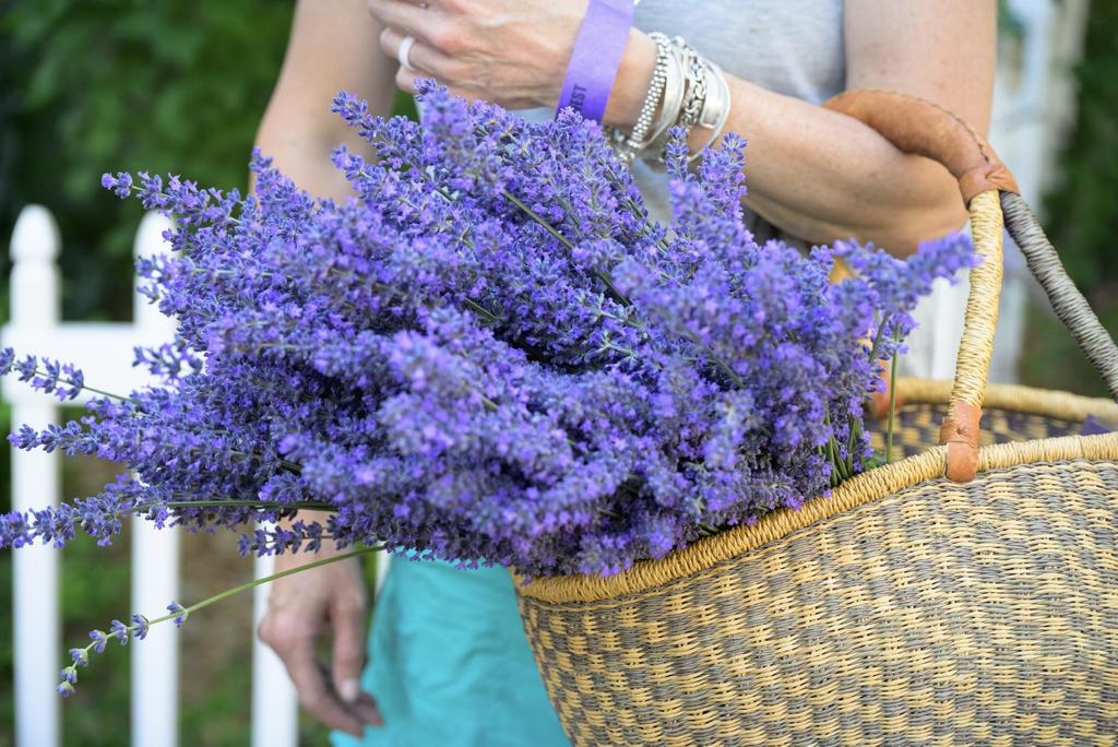 2026 Helvetia Lavender Festival