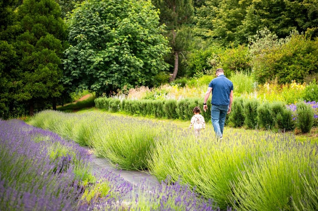 Lavender Festival