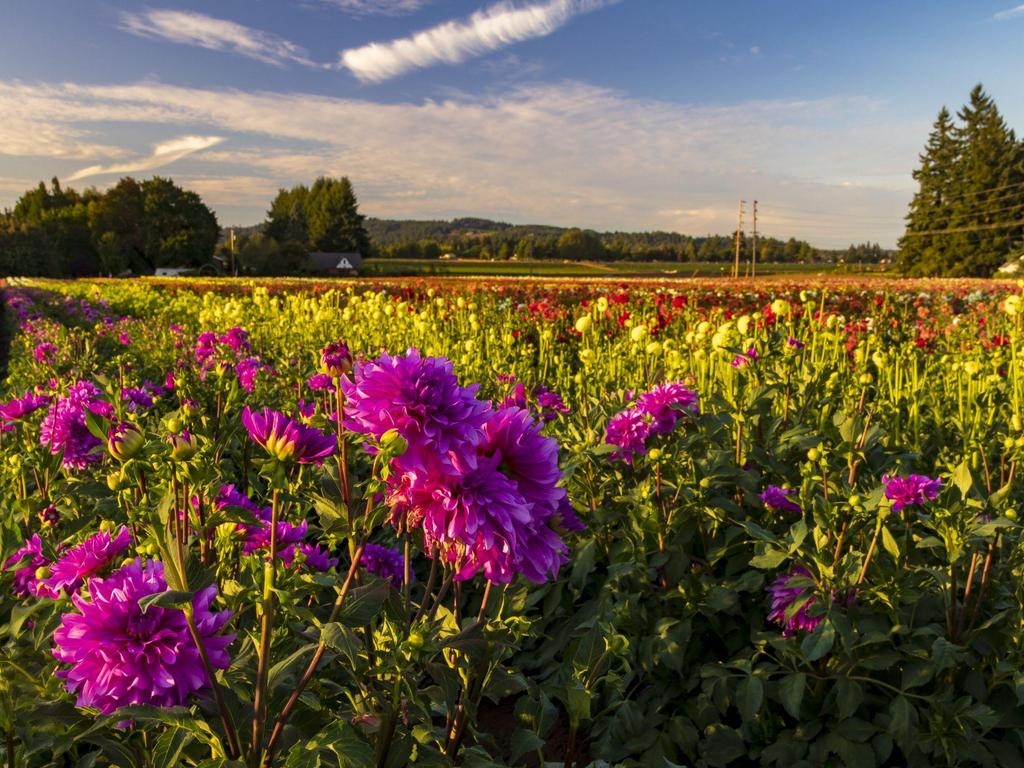 Swan Island Annual Dahlia Festival