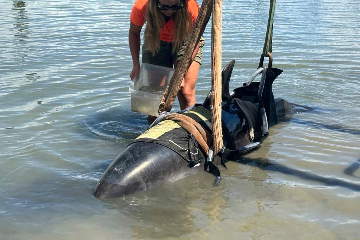 Community Plus Oregon Today News Fishermen Rescue 900pound Dolphin