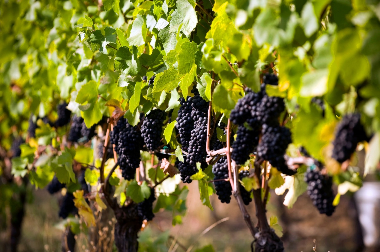 Move over Tuscany, there’s a new No. 1 wine destination. And it’s in Oregon