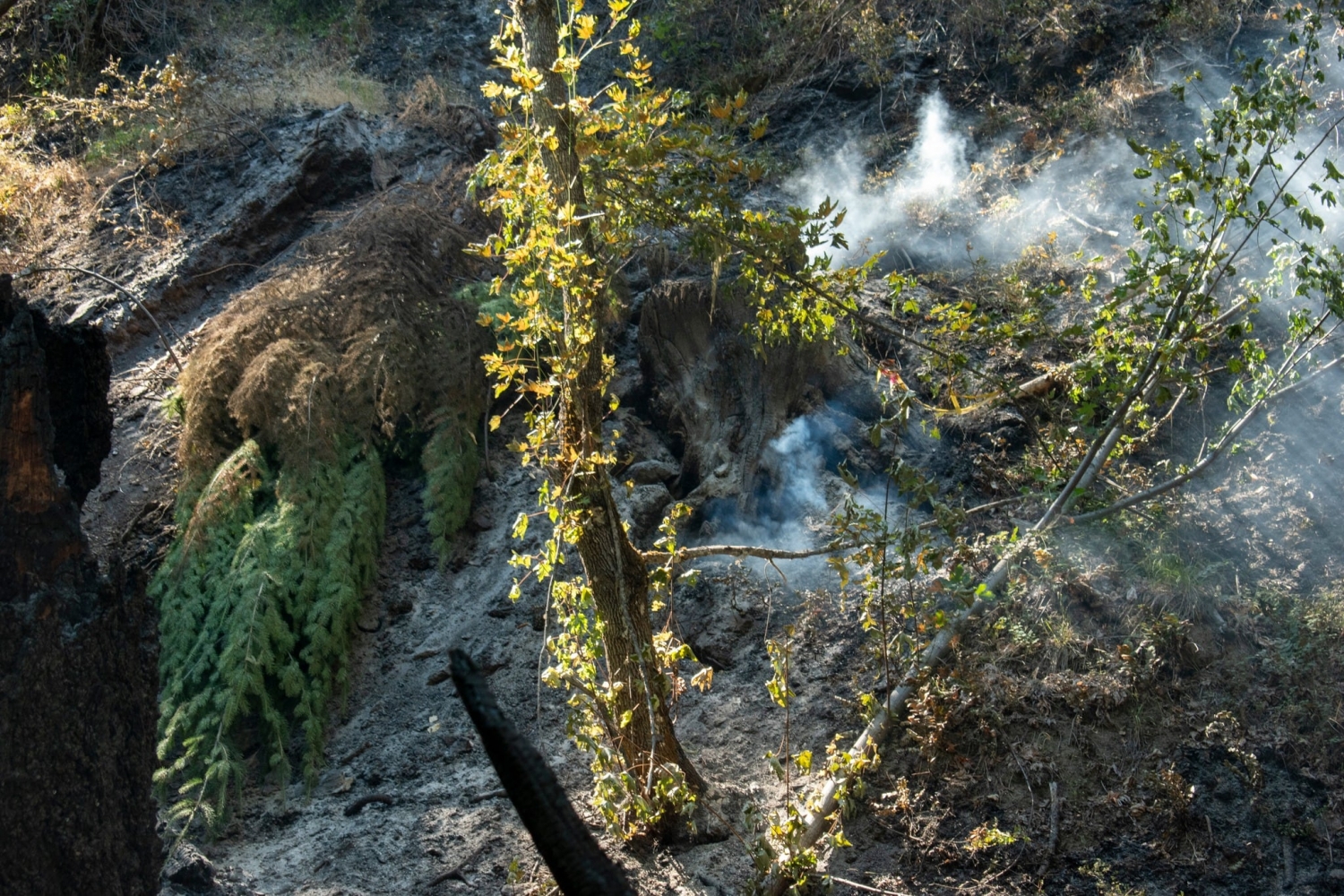 How Ashland plans to reduce wildfire risk
