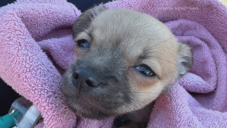 Paramedic revives puppy with Narcan