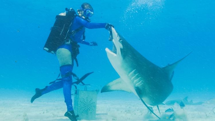 Sharks dance their way into Discovery’s ‘Shark Week’ lineup