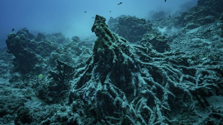 UN's top court to issue historic climate change ruling