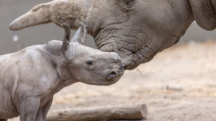 White rhino calf named after Ozzy Osbourne born in California