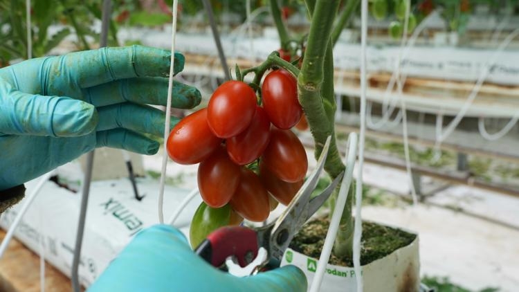 Major Mexican tomato exporter shows impact of 17% US tariff