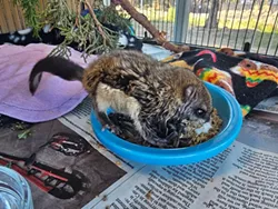 Rare Orphaned Flying Squirrel Rescued by Think Wild
