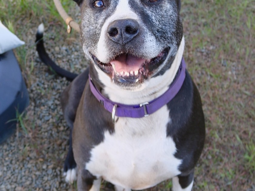 Dog rescue shelter marks a year in Mineral County