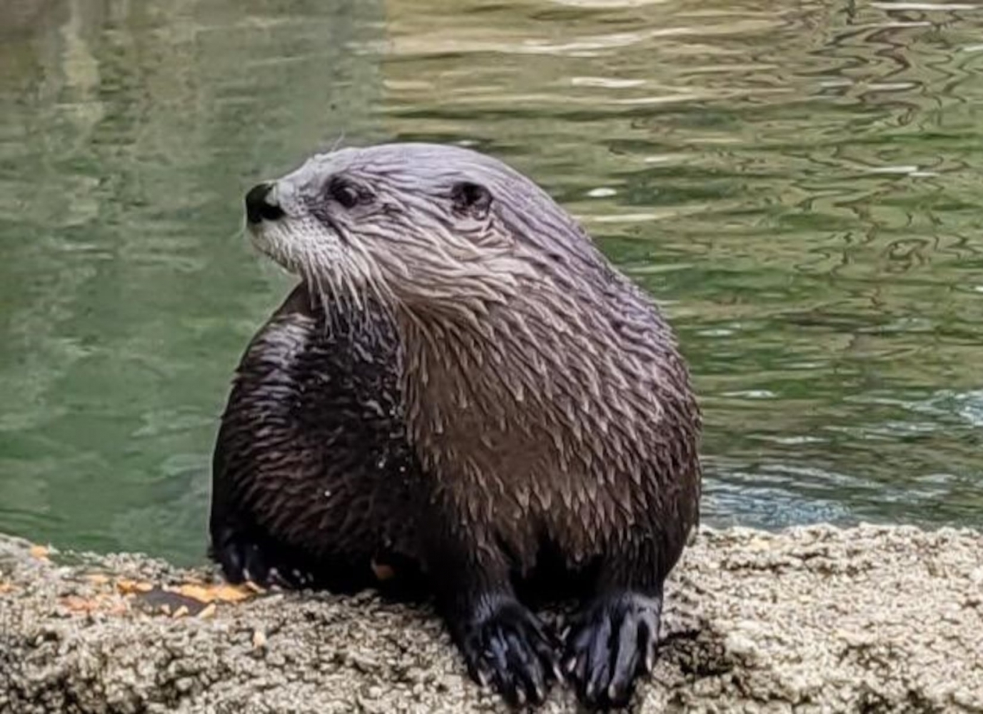 Mother of toddler dragged into water by river otter sues NW port
