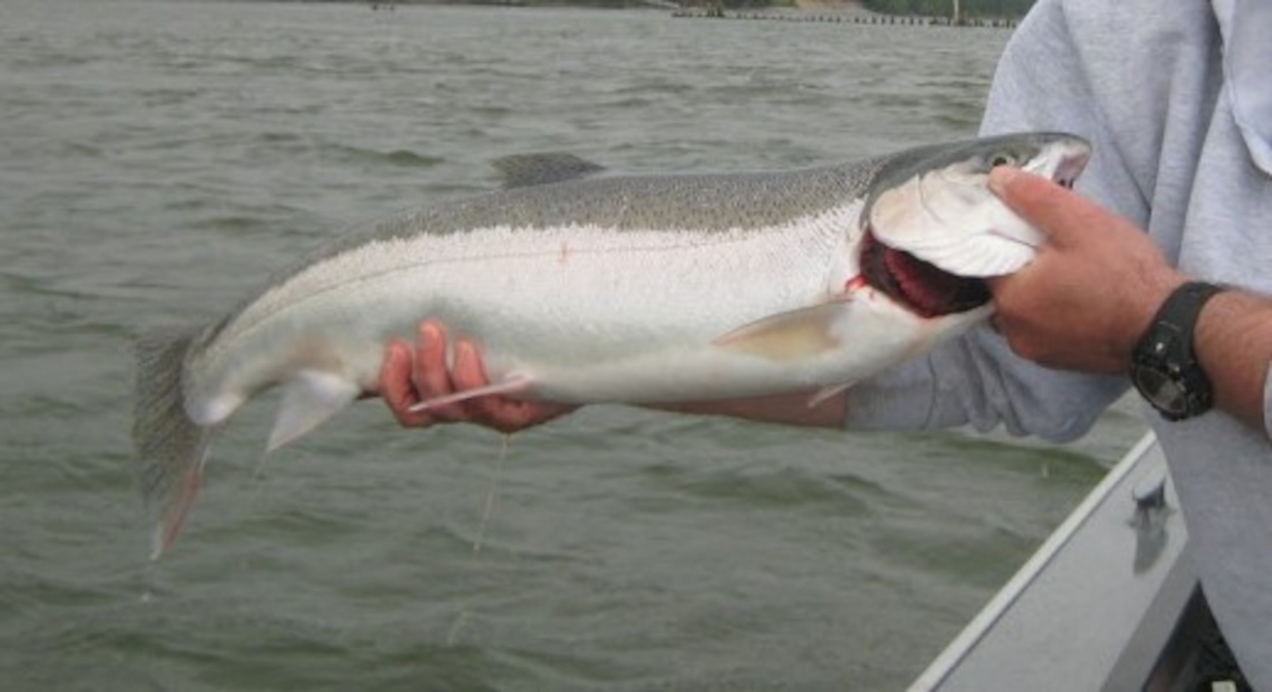 Columbia River steelhead ban lifted after spike in numbers