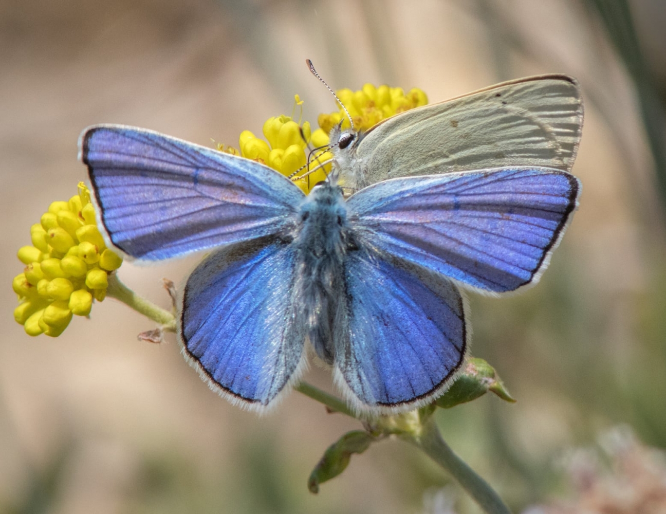Want to take a great photo of a butterfly? Walk with this Oregon expert