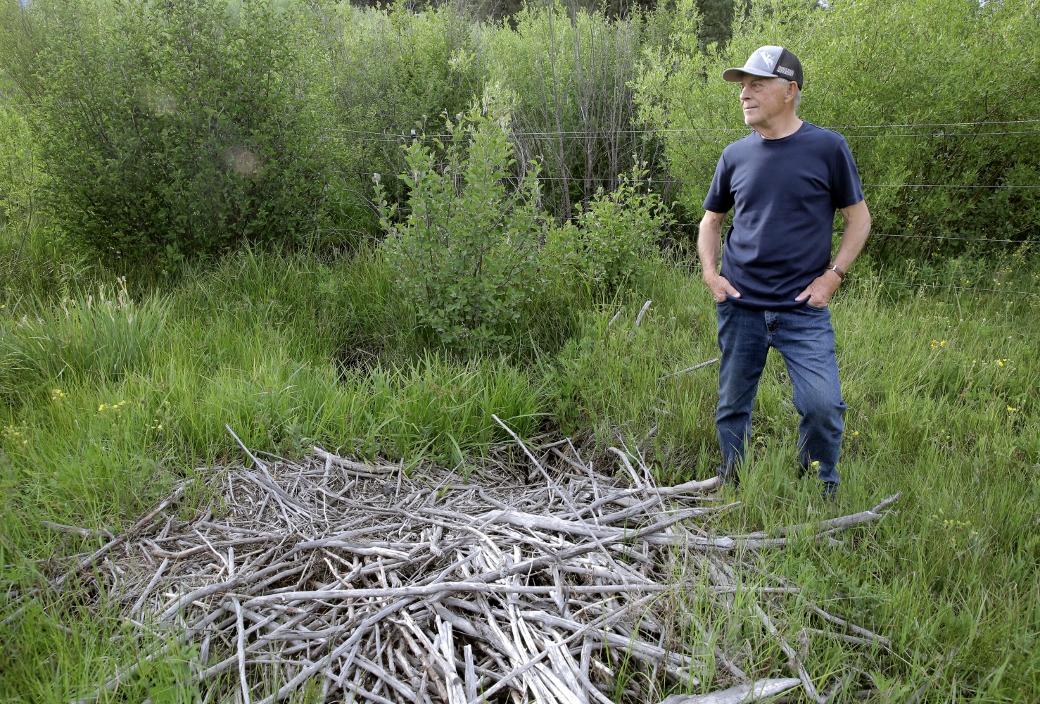 Oregon increasing beaver protections to help salmon, slow wildfires