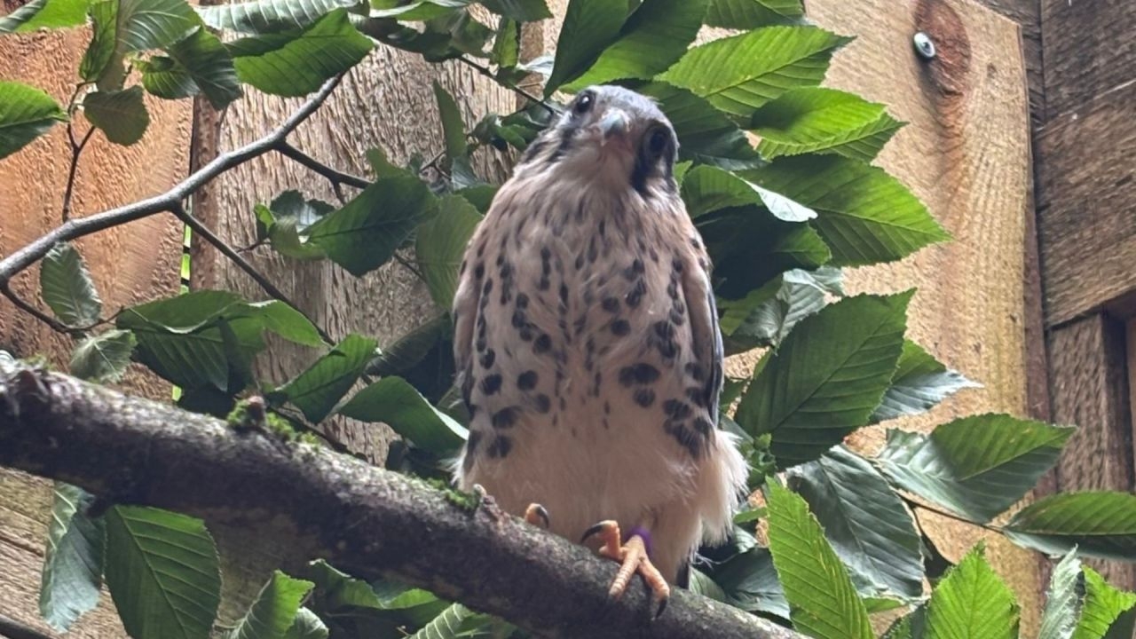 Injured birds released, property damaged during Bird Alliance break-in