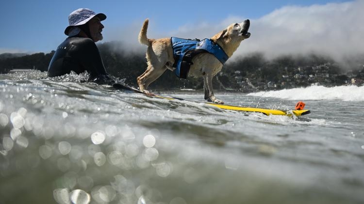 Who's the top dog? Wave-riding canines compete in the World Dog Surfing Championships