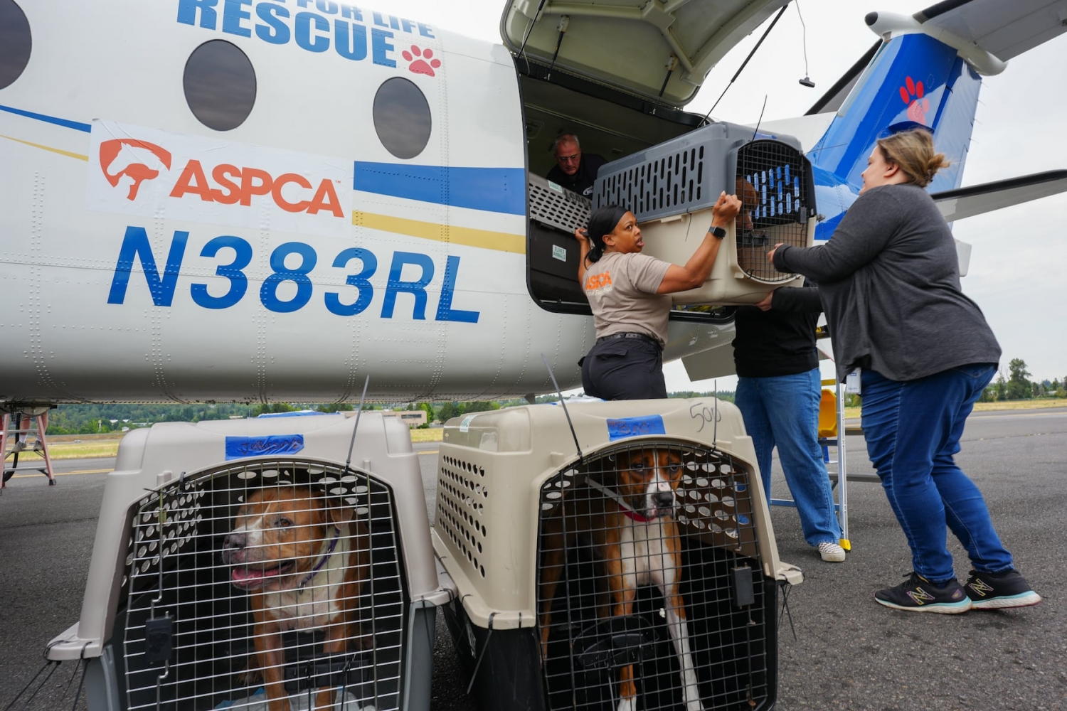16 dogs displaced by Texas flood arrive at Oregon Humane Society