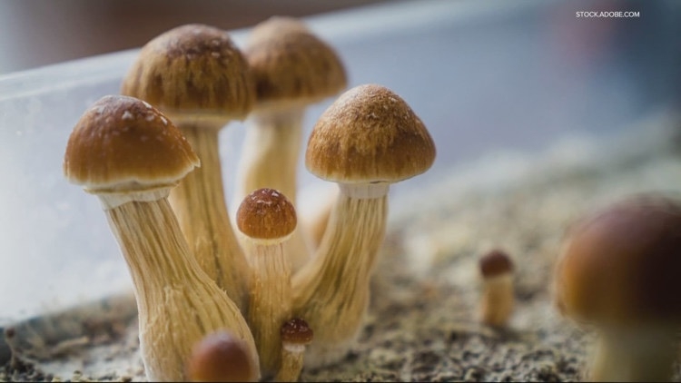Psilocybin treatment lifts depression for low-income adults, study finds