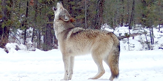 Federal judge's ruling on wolf protection has no immediate effect in Eastern Oregon