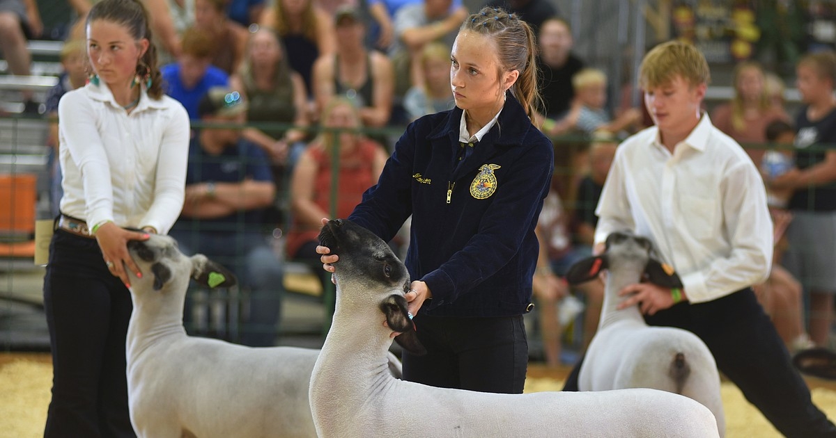 All or mutton: Competitors shepherd their sheep at the Northwest Montana Fair and Rodeo