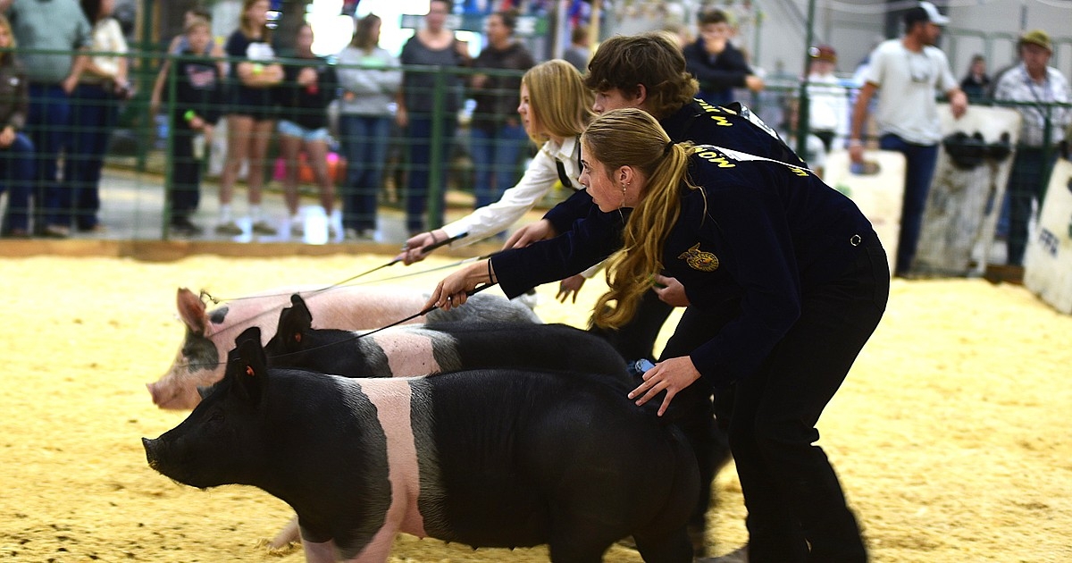 Market Livestock Sale supports youth at the Northwest Montana Fair