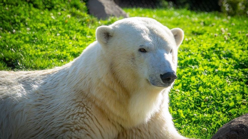 Polar bear Amelia Gray embarks on a hopeful journey for her species’ survival