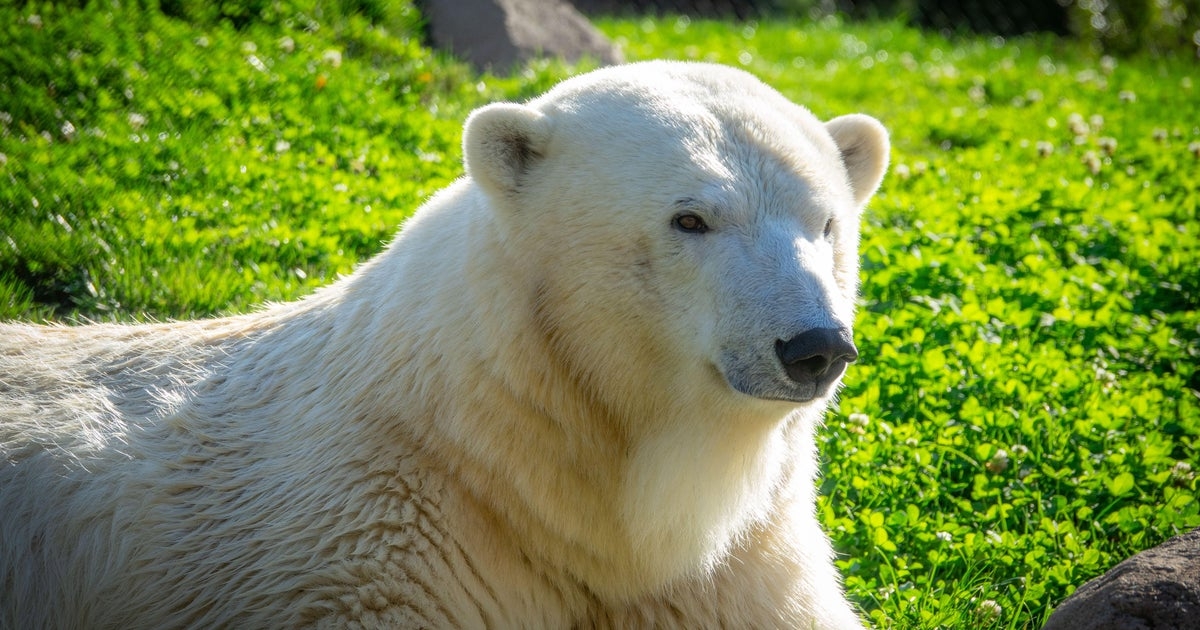 Brookfield Zoo welcoming new polar bear this fall