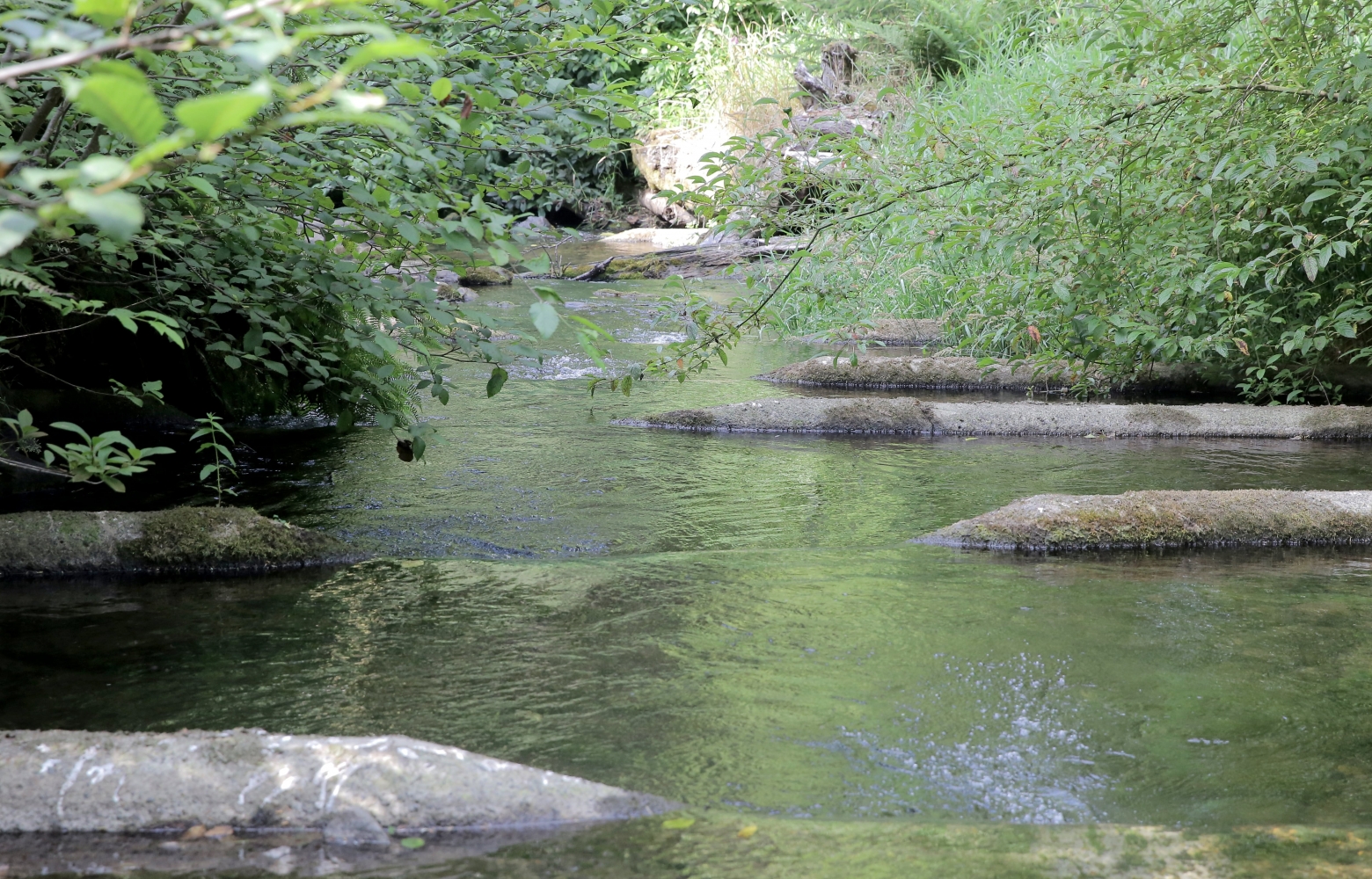 Oregon towns work to buy their drinking watersheds, even if it takes generations