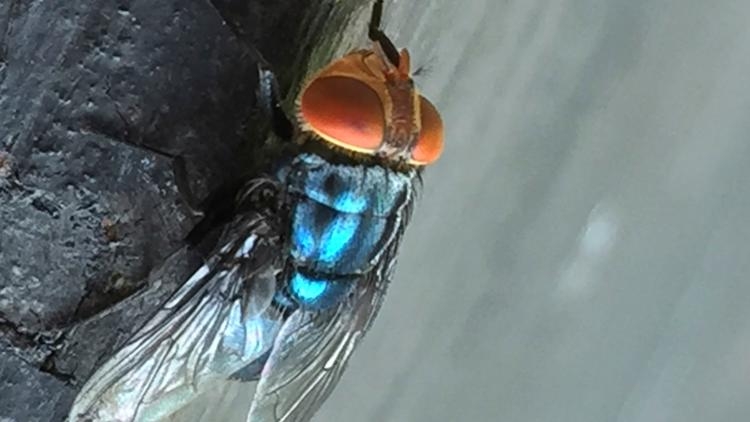 Person in US is diagnosed with New World screwworm parasite