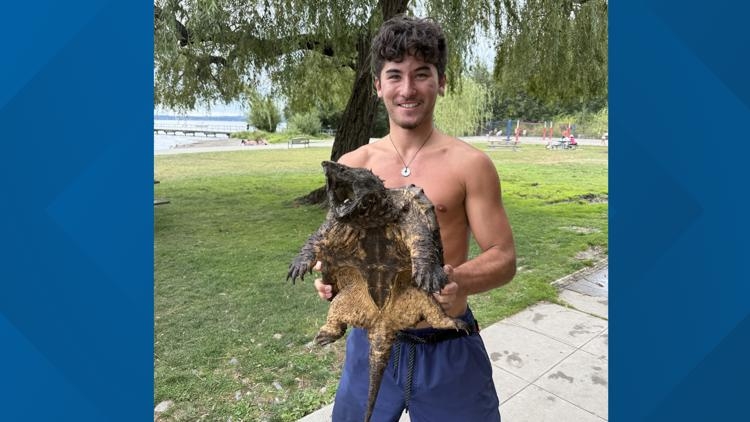 Invasive alligator snapping turtle spotted at Juanita Beach Park in Kirkland