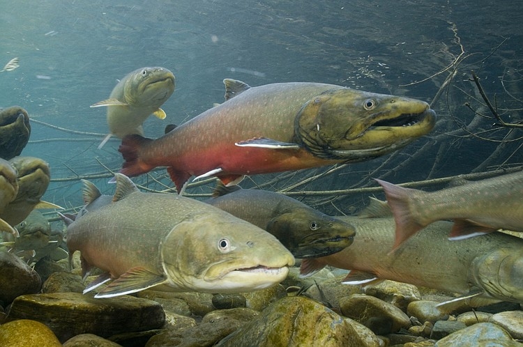 Conservation group sues to stop logging project near St. Regis