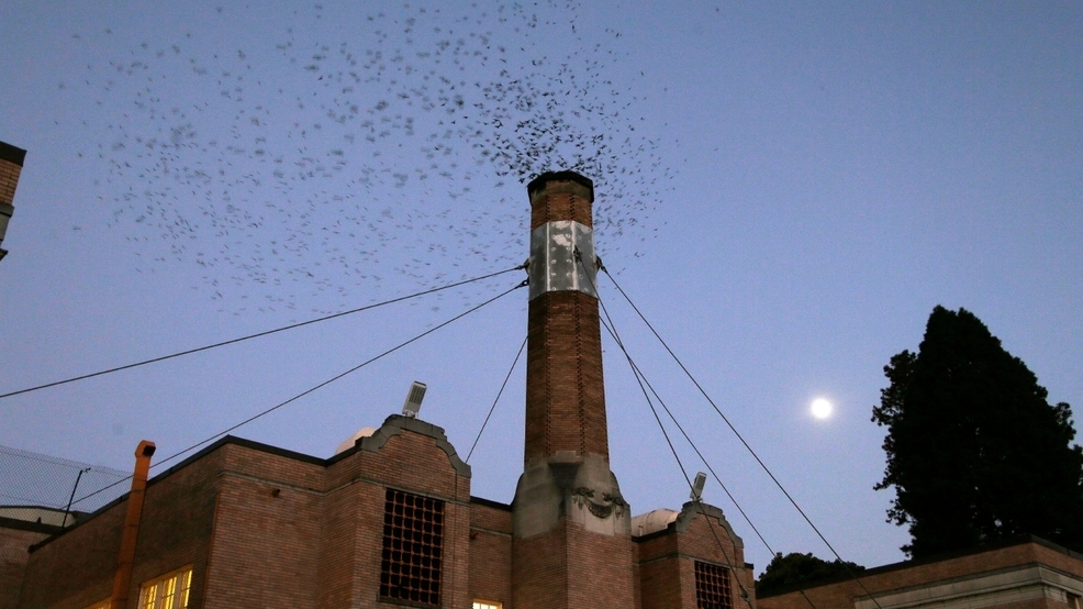 Bird Alliance of Oregon monitoring return of vaux swifts to Chapman Elementary in Portland