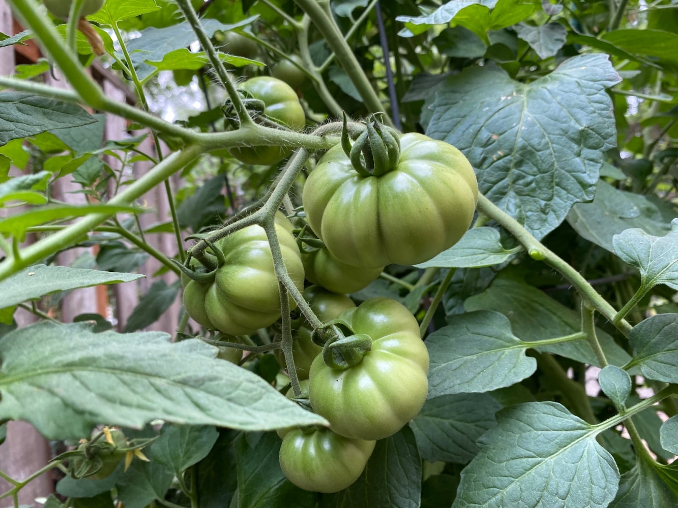Oregon gardeners, here’s your September guide to prepping and planting for fall