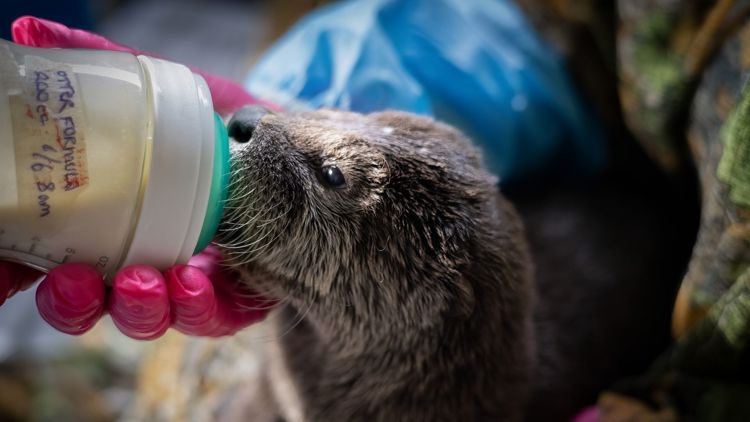 Oregon otter pup moved to Kansas City Zoo after sibling dies, release ruled out