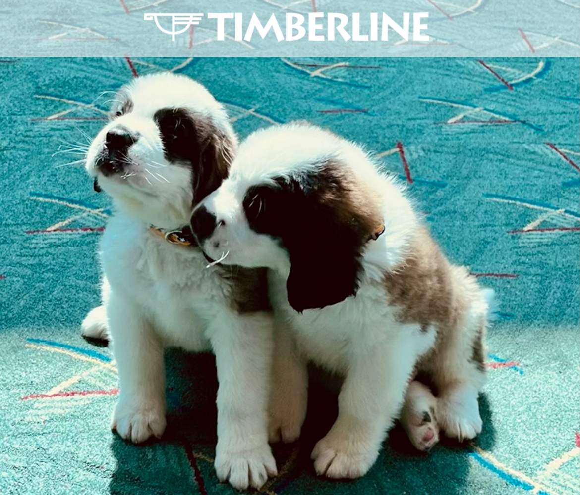 Puppy alert: Timberline introduces new St. Bernards