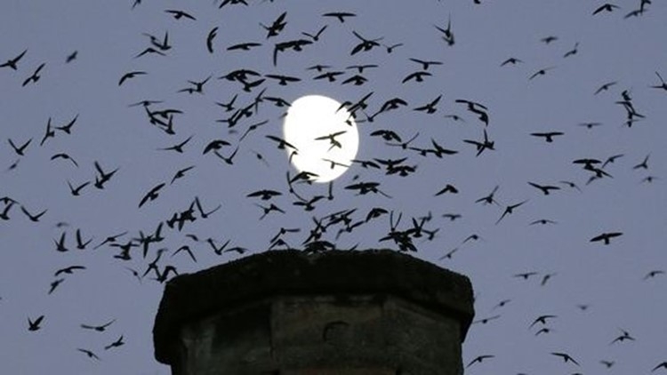 Residents keep eyes peeled for new roosts as 'Swift Watch' returns to Portland