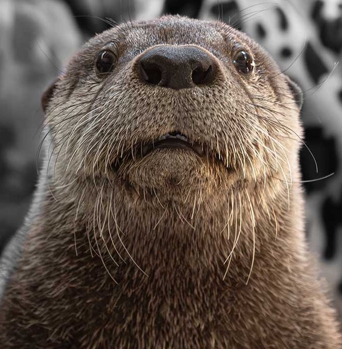 River otter rescued in Baker County going to Kansas City zoo