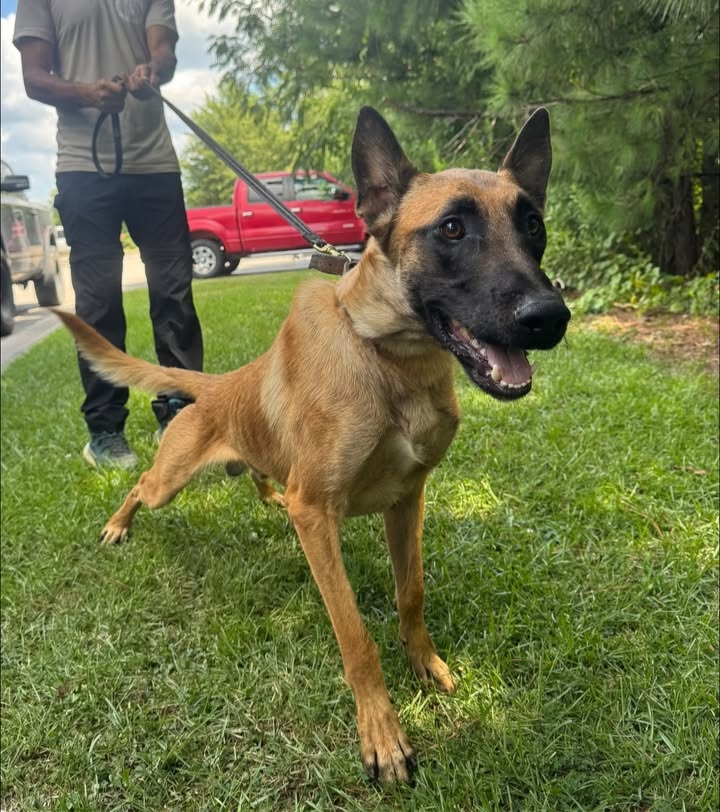 NEW K9 JOINS CBPD THANKS TO COMMUNITY DONATIONS
The Coos Bay Police Department (CBPD) recently welcomed Arco, a 16-month-old Belgian Malinois patrol K9, thanks to generous donations from members of our community.
Arco joins CBPD after being purchased from Alabama Canine and spending an initial period with a trainer who specializes in police K9 training. Arco and his partner, Officer Ryan Scoville, will be attending a 6-week OPCA handler course together to complete their training and achieve their patrol team certification.
The addition of K9 Arco, whose purchase and training total approximately $28,000, would not have been possible without these generous donations from our community:
• Myrtle Veterinary Hospital - $5,000
• Gib’s RV Superstore - $2,000
• NAPA Auto Parts - $1,500
• Porter’s RV - $1,000
• Cutting & Cutting - $1,000
• Pahl’s Family Dentistry - $1,000
• Fisher Dental - $1,000
• Coos Bay Toyota - $1,000
• Mast Brothers Towing - $1,000
• First Community Credit Union - $500
• Bassett Hyland Energy Company - $500
• South Coast Family Dentistry - $500
• Professional Reforestation - $500
• Farr’s True Value - $300
• Modern Floors - $300
• Larry Reiber CPA - $300
• Pacific Properties - $250
• Harry Ritchies Jewelers - $250
• Y Marina - $250
• McKay’s Market - $250
• Scott Lefevre - $200
• Whitt Industries - $200
• American Market - $200
• Mindy Markle - $100
• Nick Edwards F/V Carter Jon - $100
• Ronald Boise - $100
K9 Arco and his handler are an exciting addition to the existing CBPD K9 team consisting of Officer Smith Officer Nolan Scoville, patrol K9 Mika, and narcotic detection K9 Ben.